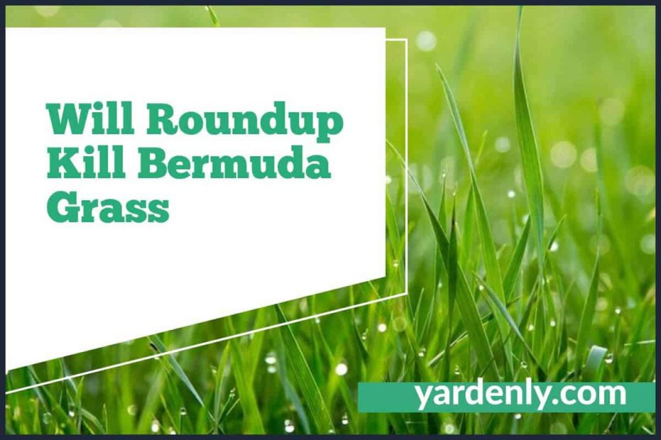 Will Roundup Kill Bermuda Grass