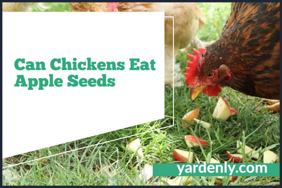Can Chickens Eat Apple Seeds
