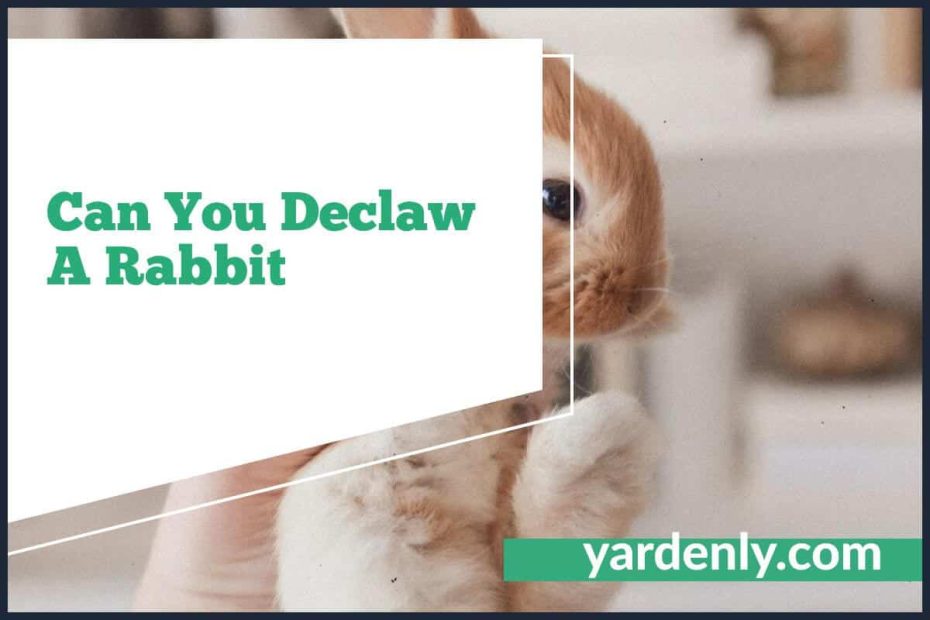 Can You Declaw A Rabbit (2)