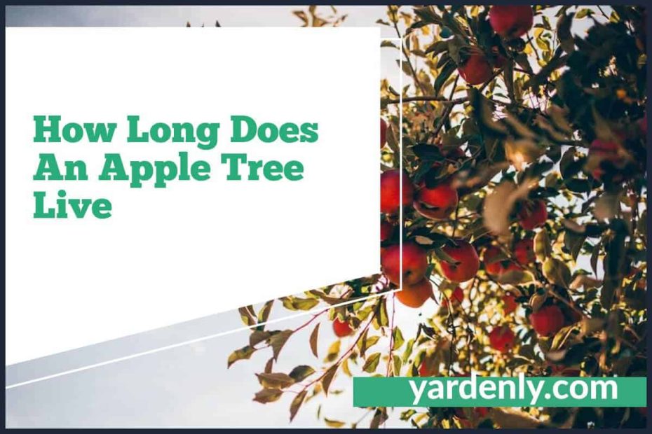How Long Does An Apple Tree Live (1)