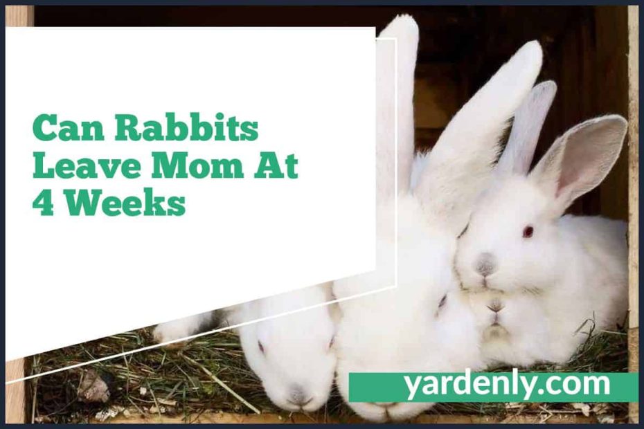 Can Rabbits Leave Mom At 4 Weeks