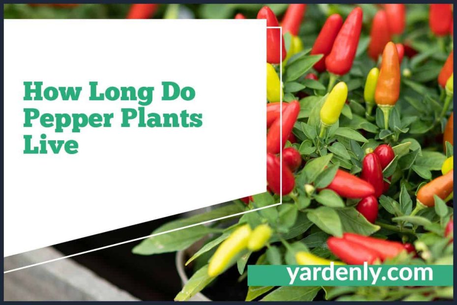 How Long Do Pepper Plants Live