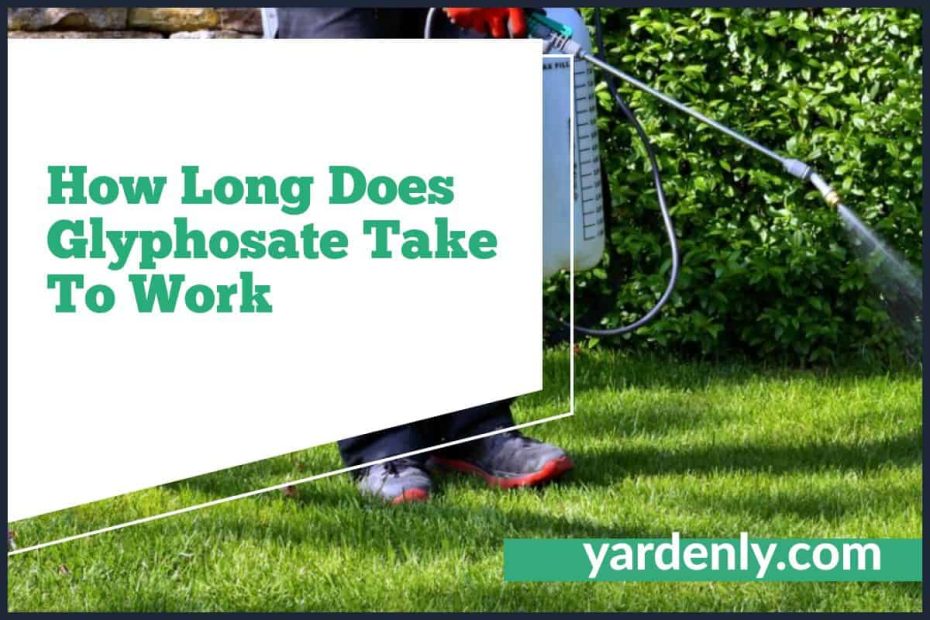 How Long Does Glyphosate Take To Work