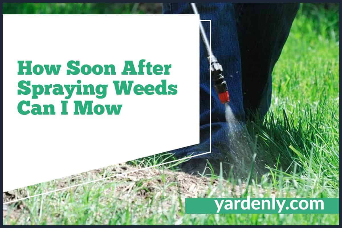 Optimal Time to Mow After Spraying Weed Killers All You Need to Know