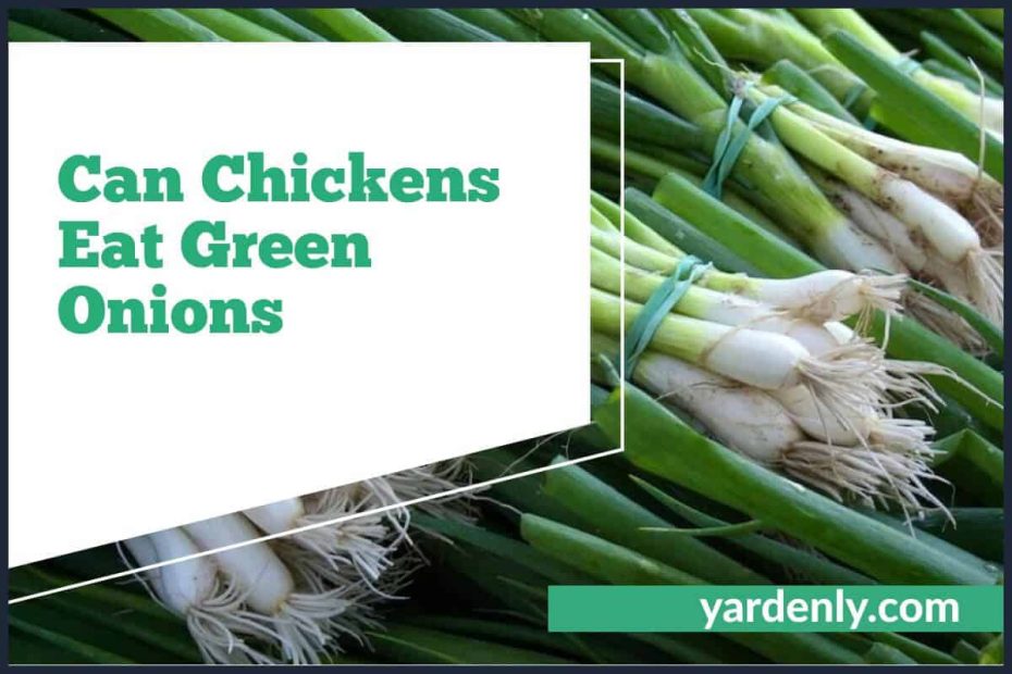Can Chickens Eat Green Onions (1)