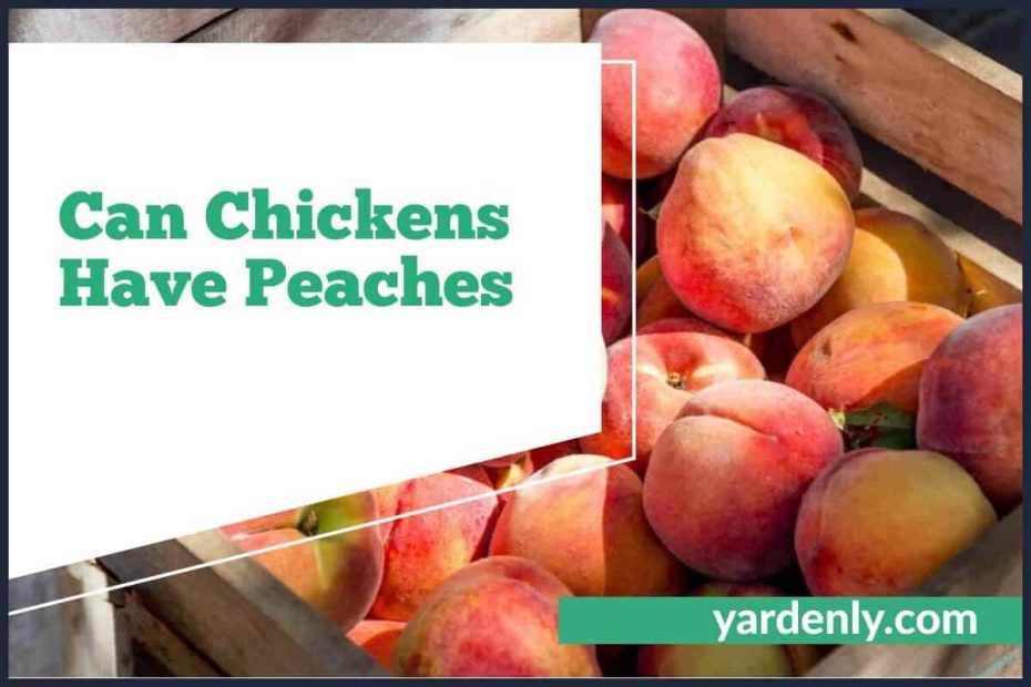 Can Chickens Have Peaches (1)