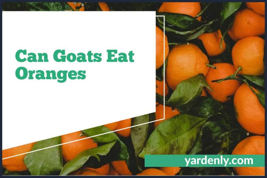 Can Goats Eat Oranges (1)