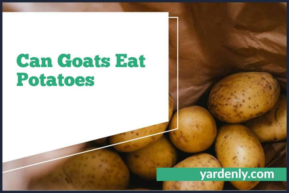 Can Goats Eat Potatoes (1)