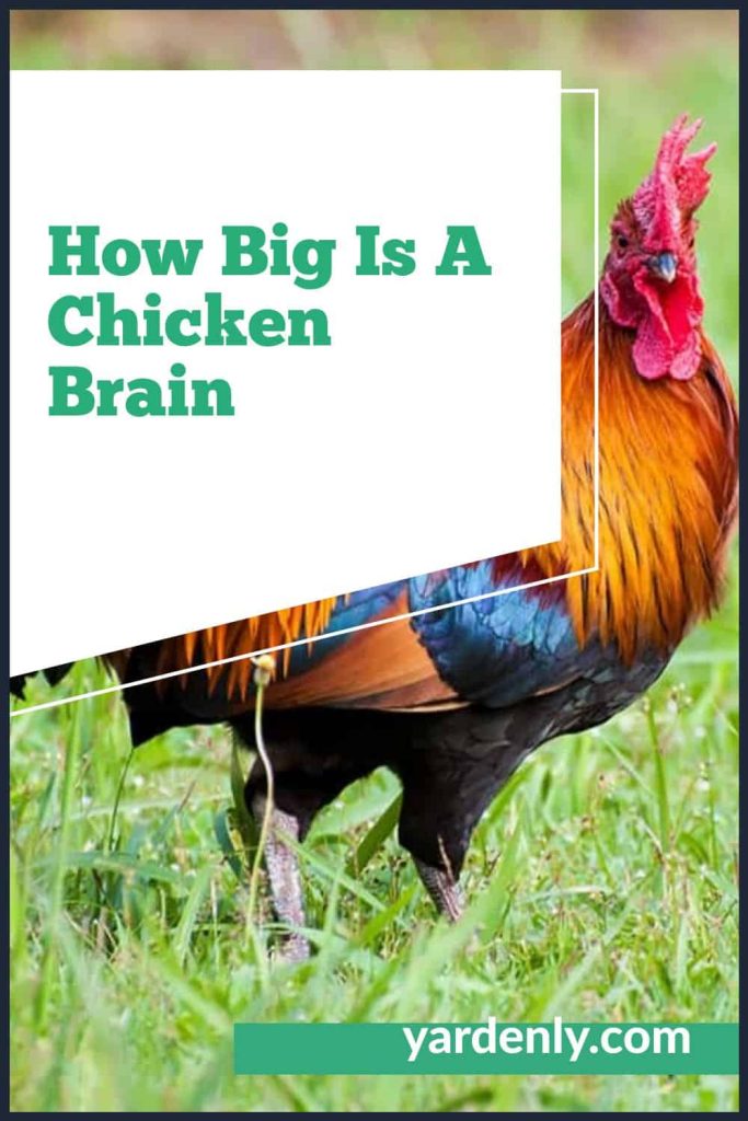 Revealed The Secret Size Of A Chicken S Brain - 271ouzx
