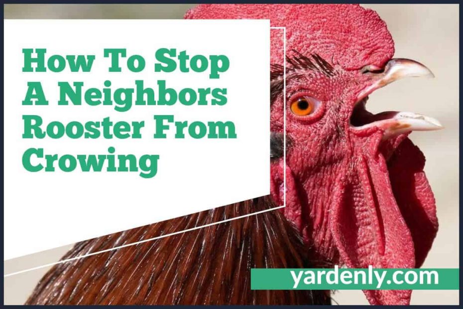 How To Stop A Neighbors Rooster From Crowing (1)