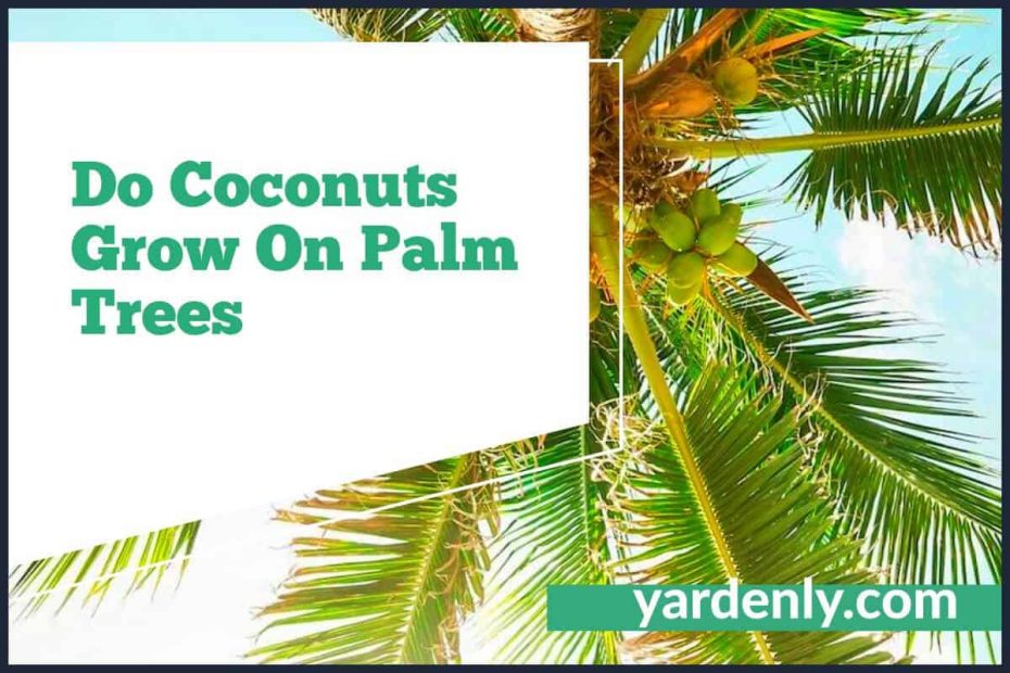 Do Coconuts Grow On Palm Trees (2)