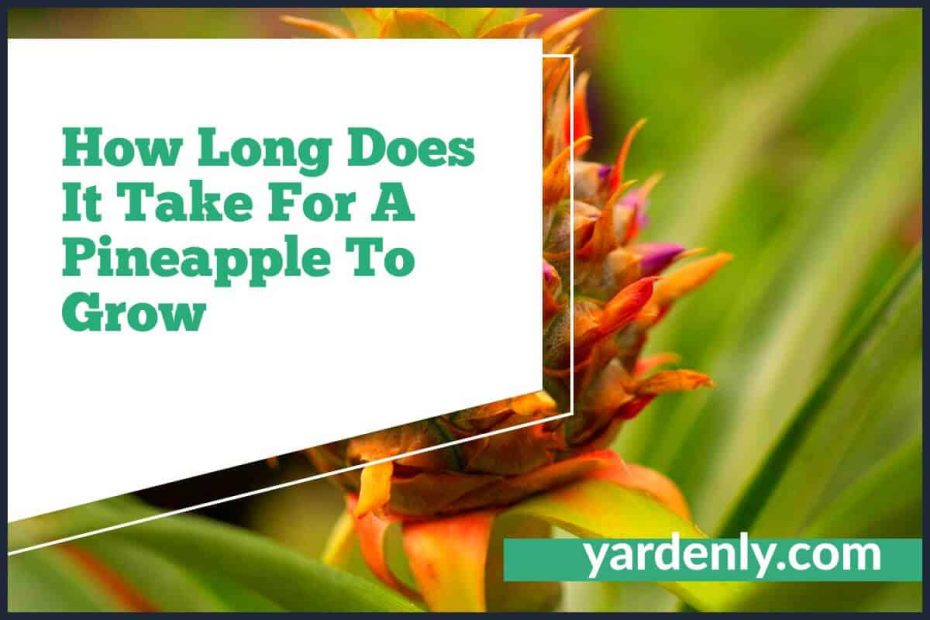 How Long Does It Take For A Pineapple To Grow (2)