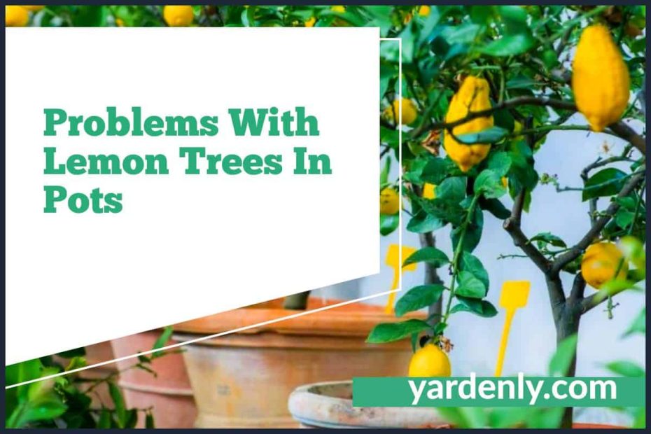 Problems With Lemon Trees In Pots