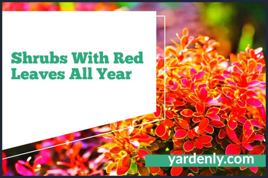 Shrubs With Red Leaves All Year