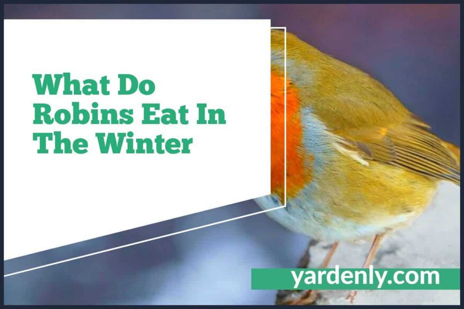 What Do Robins Eat In The Winter (2)