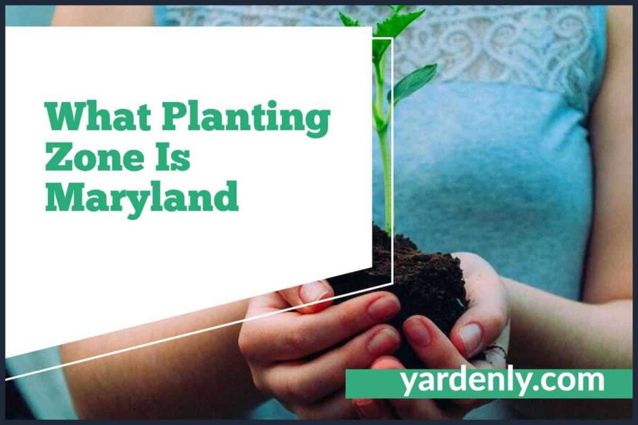 What Planting Zone Is Maryland (1)