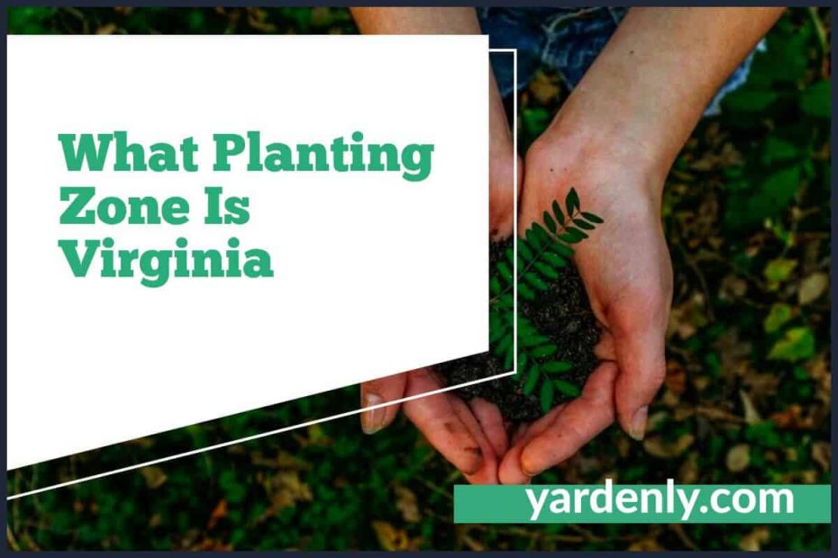 What Planting Zone Is Virginia (2)