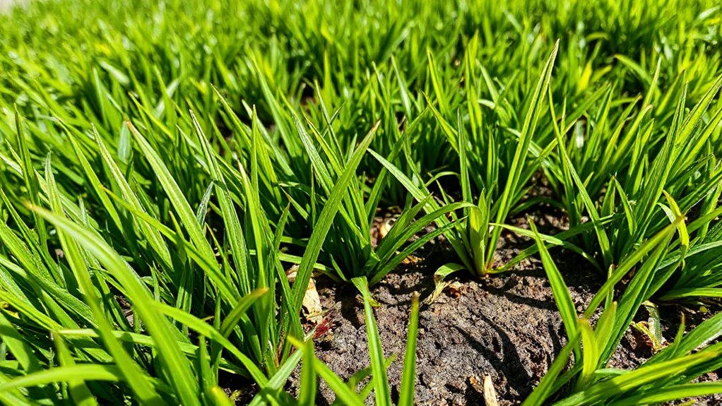 heat tough fast recovering lawn