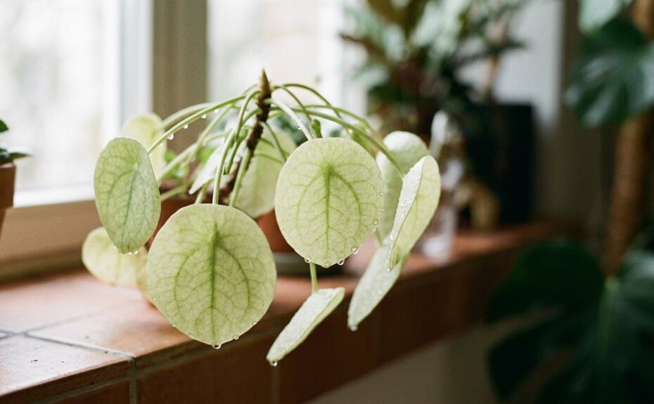 drooping plant leaves inquiry