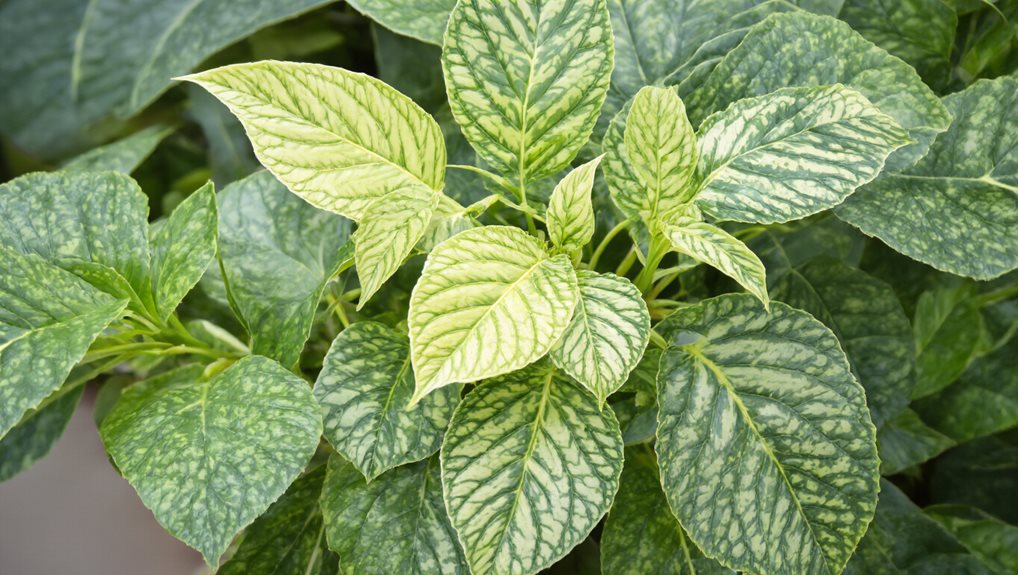 interveinal chlorosis iron deficiency